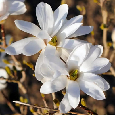 Magnolia Merrill - Elegant Flowering Tree for Serene Outdoor Gardens - UK Plant (20-30cm Height Including Pot)