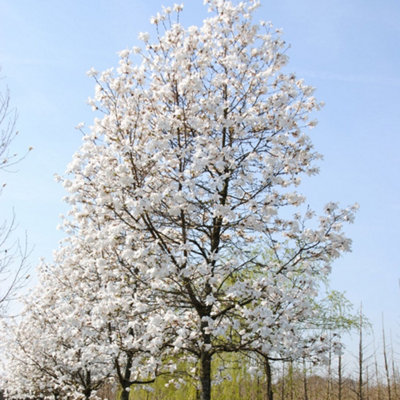 Magnolia Merrill - Elegant Flowering Tree for Serene Outdoor Gardens - UK Plant (20-30cm Height Including Pot) - 3