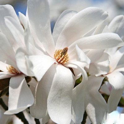 Magnolia Merrill - Elegant Flowering Tree for Serene Outdoor Gardens - UK Plant (20-30cm Height Including Pot)