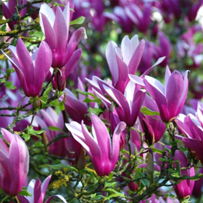 Magnolia Nigra Garden Plant - Pink Tulip-Shaped Blooms, Compact Size (20-30cm Height Including Pot)