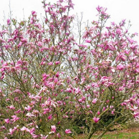 Magnolia Ricki Garden Plant - Fragrant Pink Blooms, Compact Size (20-30cm Height Including Pot)