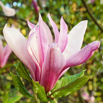 Magnolia Ricki Garden Plant - Fragrant Pink Blooms, Compact Size (20-30cm Height Including Pot)