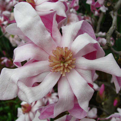 Magnolia Rosea Garden Plant - Delicate Pink Flowers, Compact Size, Hardy (15-30cm Height Including Pot)