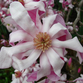 Magnolia Rosea Garden Plant - Delicate Pink Flowers, Compact Size, Hardy (15-30cm Height Including Pot)