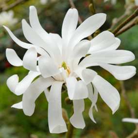 Magnolia Royal Star - Exquisite Blooming Tree for Captivating Outdoor Gardens - UK Plant (20-30cm Height Including Pot)