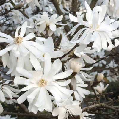 Magnolia Royal Star - Exquisite Blooming Tree for Captivating Outdoor Gardens - UK Plant (20-30cm Height Including Pot) - 3