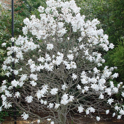 Magnolia Royal Star - Exquisite Blooming Tree for Captivating Outdoor Gardens - UK Plant (20-30cm Height Including Pot) - 4