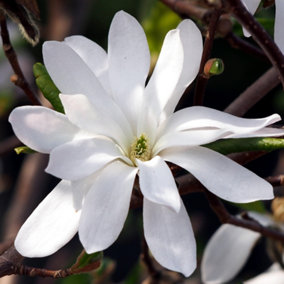Magnolia Royal Star Tree - Large White Flowers, Deciduous, Compact Size (4-5ft)