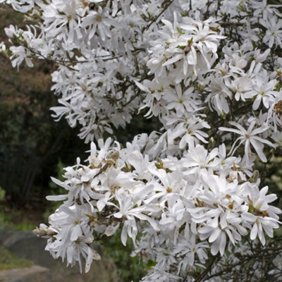 Magnolia Royal Star Tree - Large White Flowers, Deciduous, Compact Size (4-5ft)