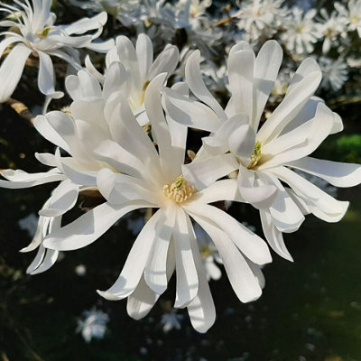 Magnolia Royal Star x 2 Plants in 10cm Pots - Flowering Deciduous Plants