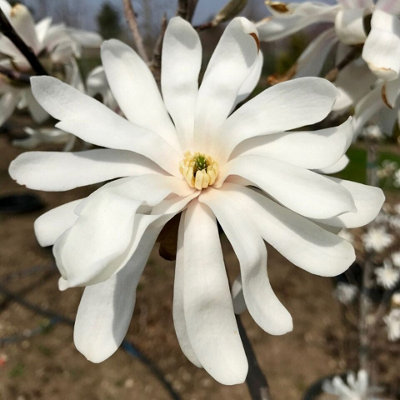 Magnolia Royal Star x 2 Plants in 10cm Pots - Flowering Deciduous Plants