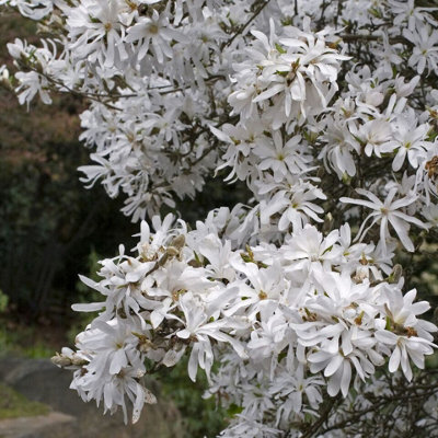 Magnolia Royal Star x 2 Plants in 10cm Pots - Flowering Deciduous Plants - 3