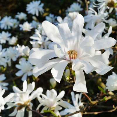 Magnolia Royal Star x 2 Plants in 10cm Pots - Flowering Deciduous Plants - 4