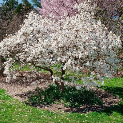 Magnolia Royal Star x 2 Plants in 10cm Pots - Flowering Deciduous Plants - 5