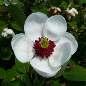 Magnolia Sieboldii In 9cm Pot, Stunning White Fragrant Flowers 3FATPIGS