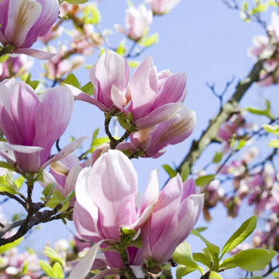 Magnolia soulangeana 3L pot 50cm tall