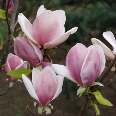 Magnolia soulangeana 3L pot 50cm tall - 3