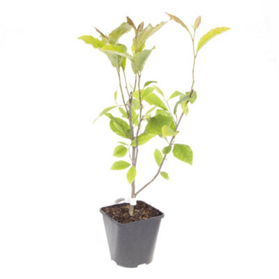 Magnolia soulangeana 3L pot 50cm tall - 1