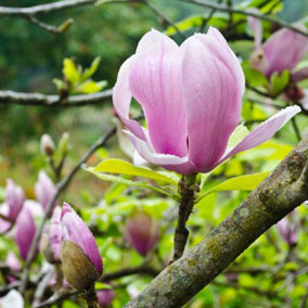 Magnolia soulangeana 9cm Potted Plant x 1