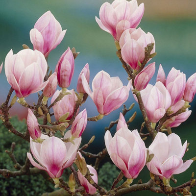 Magnolia Soulangeana Garden Plant - Large Pink and White Flowers, Compact Size, Hardy (15-30cm Height Including Pot)