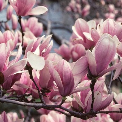 Magnolia Soulangeana Garden Plant - Large Pink and White Flowers, Compact Size, Hardy (15-30cm Height Including Pot)