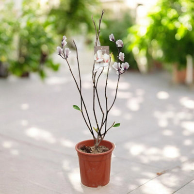 anthurium animal safe Anthurium clarinervium – The Plant Lady SF main image 1