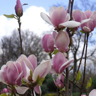 Magnolia Soulangiana in a 9cm Pot Ready to Plant Out Established Plants for Garden, Patios and Containers