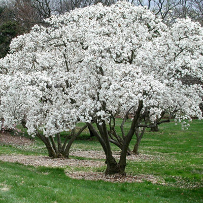 Magnolia Stellata Garden Plant - Star-Shaped White Flowers, Compact Size, Hardy (15-30cm Height Including Pot)