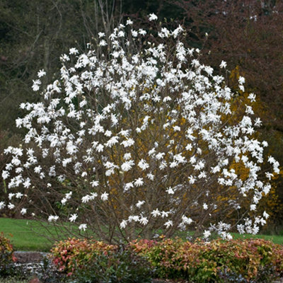 Magnolia Stellata Garden Plant - Star-Shaped White Flowers, Compact Size, Hardy (15-30cm Height Including Pot)