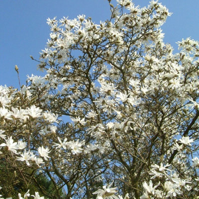 Magnolia Stellata in 9cm Pots- Star Magnoliacea - Spring Flowering Plant
