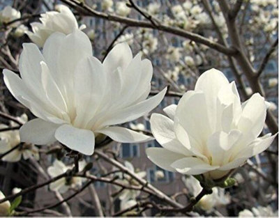 Magnolia Stellata Plant 2-3ft Supplied in a 3 Litre Pot | DIY at B&Q