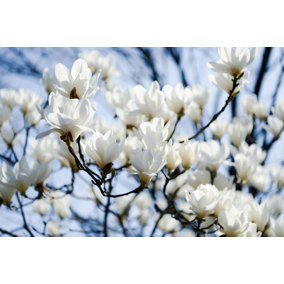 Magnolia Stellata Plant Tree Extra Large 2.5-3ft Supplied in a 7.5 Litre Pot