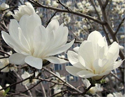 Magnolia Stellata Plant Tree White Flowers 20-30cm Tall in Pot