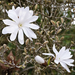 Magnolia 'Stellata' / Star Magnolia in 9cm Pot, Lovely White Star Flowers 3FATPIGS