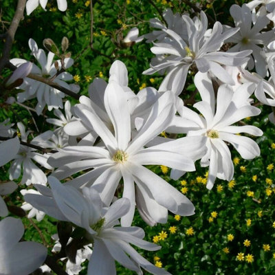Magnolia stellata 'Water Lily' in 9cm Pot - Star Magnoliaceae Flowering Plant - 4