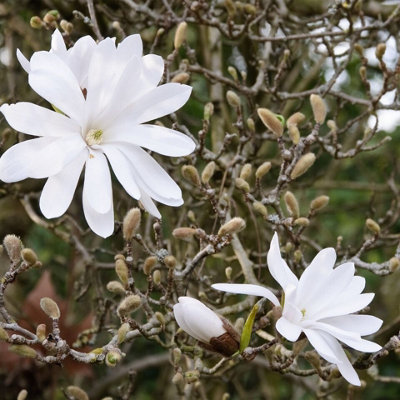 Magnolia Stellata x 2 Plants in 9cm Pots - Starry Magnoliacea - Spring Flowering - 3