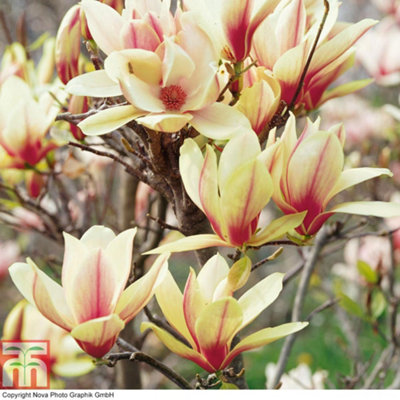 Magnolia Sunrise Standard 2 Bare Roots | DIY at B&Q