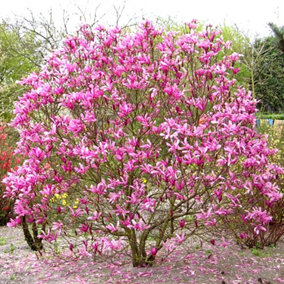 Magnolia Susan Garden Plant - Fragrant Pink Flowers, Compact Size, Hardy (15-30cm Height Including Pot)