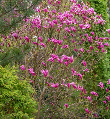 Magnolia Susan Tree in 5L Pot - 1.1m Compact Deciduous Garden Shrub ...