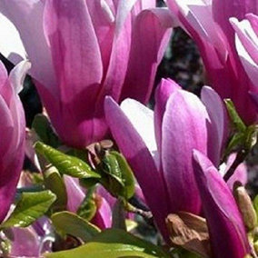 Magnolia Susan Tree Plant Deep Pink Flowers Supplied 25-30cm Tall