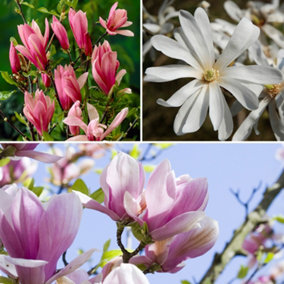 Magnolia tree Collection - set of 3 varieties in 9cm pots