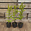 Magnolia tree Collection - set of 3 varieties in 9cm pots