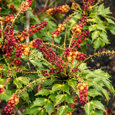 Mahonia Caberet- Evergreen shrub with vibrant yellow flowers and glossy ...