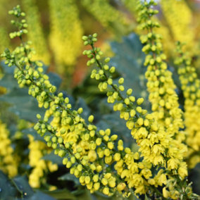 Mahonia Soft Caress Garden Shrub - Fragrant Yellow Flowers, Compact Size (20-30cm Height Including Pot)
