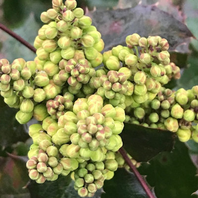 Mahonia ‘Charity’ – Arbuste Persistant Fleurs Jaunes – 30-50 Cm En Pot