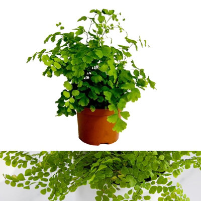 Maidenhair Fern Indoor Plant - Adiantum raddianum in 8.5cm Pot