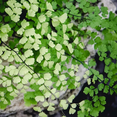Maidenhair Fern Indoor Plant - Adiantum raddianum in 8.5cm Pot - 4