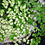 Maidenhair Fern Indoor Plant - Adiantum raddianum in 8.5cm Pot