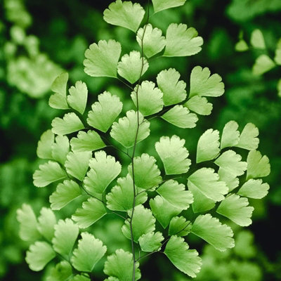 Maidenhair Fern Indoor Plant - Adiantum raddianum in 8.5cm Pot - 5