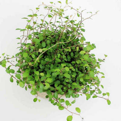 Maidenhair Vine Plant - Muehlenbeckia Complexa in 13cm Pot - Indoor & Outdoor